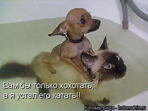Котоматрица: Вам бы только хохотать, а я устал его катать!!