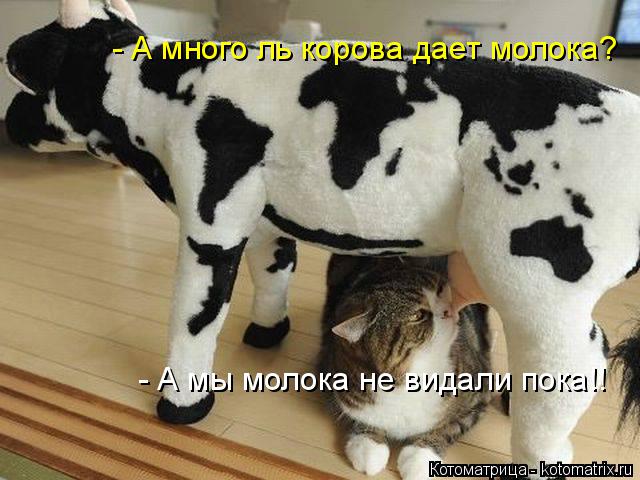 - А много ль корова дает молока? - А мы молока не видали пока!!... Котоматрица: - А много ль корова дает молока? - А мы молока не видали пока!!