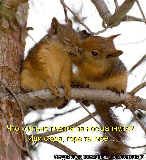 Что, сильно пчелка за нос цапнула? Иди сюда, горе ты мое!..... Котоматрица: Что, сильно пчелка за нос цапнула? Иди сюда, горе ты мое!..