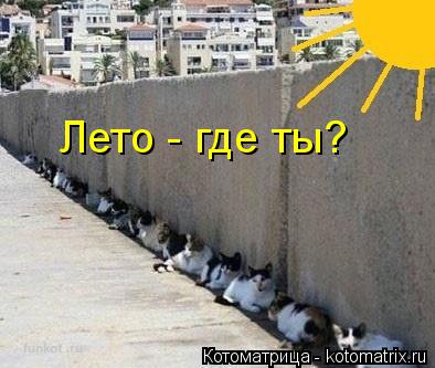 Лето - где ты?... Котоматрица: Лето - где ты?