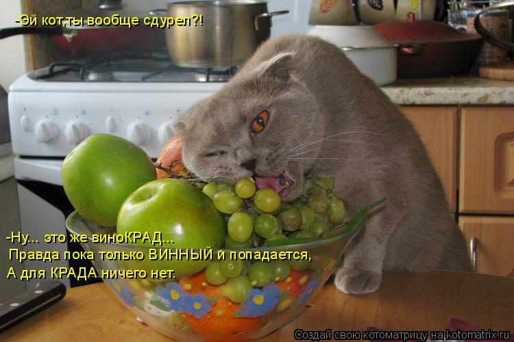 Котоматрица: -Эй кот,ты вообще сдурел?! -Ну... это же виноКРАД... Правда пока только ВИННЫЙ и попадается,  А для КРАДА ничего нет.