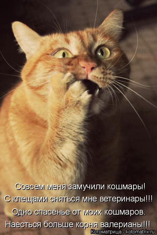 Совсем меня замучили кошмары! С клещами сняться мне ветеринары!!! Одно спасенье от моих кошмаров. Нае... Котоматрица: Совсем меня замучили кошмары! С клещами сняться мне ветеринары!!! Одно спасенье от моих кошмаров. Наесться больше корня валерианы!!!