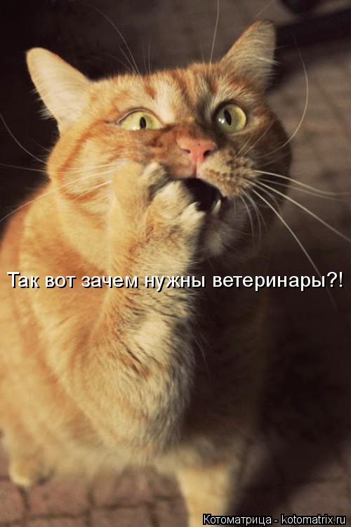 Так вот зачем нужны ветеринары?!... Котоматрица: Так вот зачем нужны ветеринары?!
