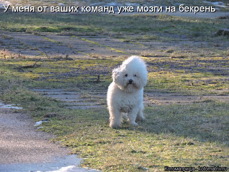 У меня от ваших команд уже мозги на бекрень... Котоматрица: У меня от ваших команд уже мозги на бекрень