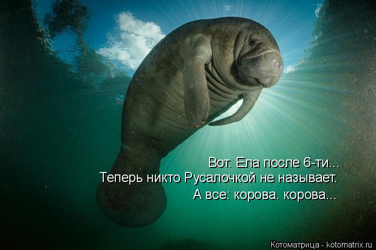 Вот. Ела после 6-ти... Теперь никто Русалочкой не называет. А все: корова. корова...... Котоматрица: Вот. Ела после 6-ти... Теперь никто Русалочкой не называет. А все: корова. корова...