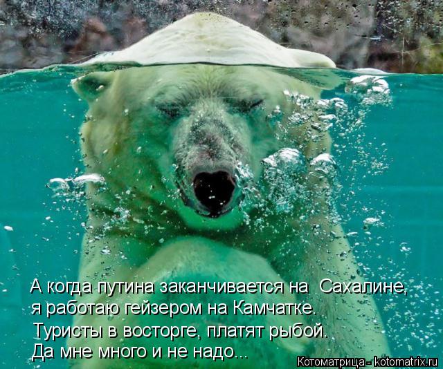 Котоматрица: А когда путина заканчивается на  Сахалине, я работаю гейзером на Камчатке. Туристы в восторге, платят рыбой. Да мне много и не надо...