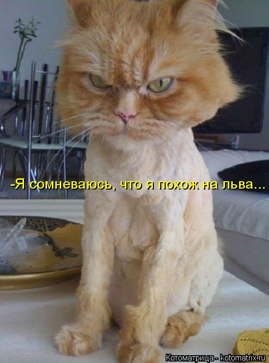 -Я сомневаюсь, что я похож на льва...... Котоматрица: -Я сомневаюсь, что я похож на льва...