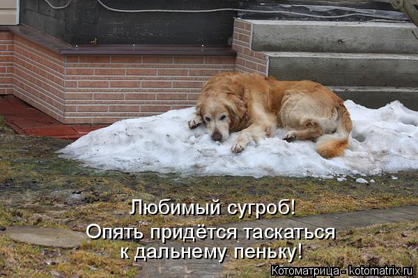 Котоматрица: Любимый сугроб! Опять придётся таскаться  к дальнему пеньку!