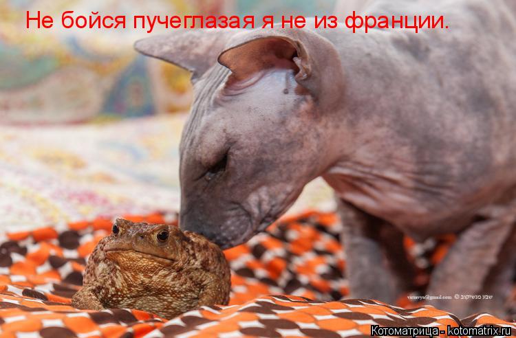 Не бойся пучеглазая я не из франции.... Котоматрица: Не бойся пучеглазая я не из франции.