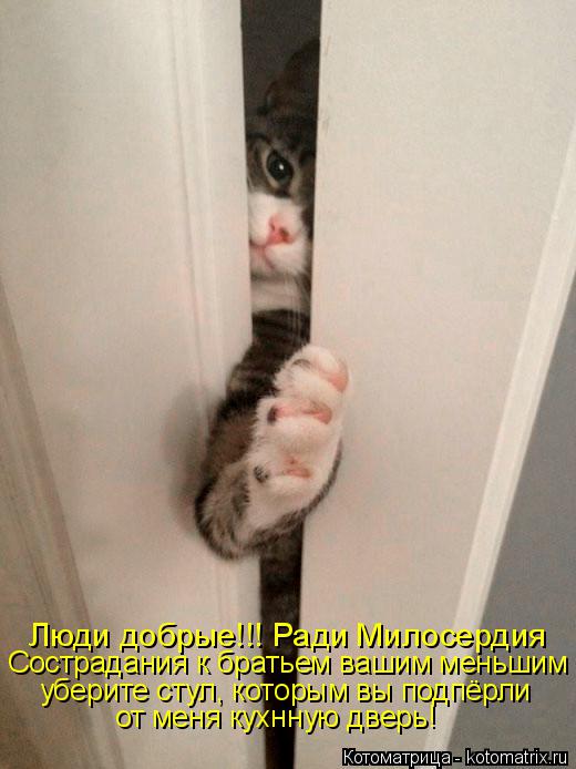 Люди добрые!!! Ради Милосердия Сострадания к братьем вашим меньшим уберите стул, которым вы подпёрл... Котоматрица: Люди добрые!!! Ради Милосердия Сострадания к братьем вашим меньшим уберите стул, которым вы подпёрли от меня кухнную дверь!