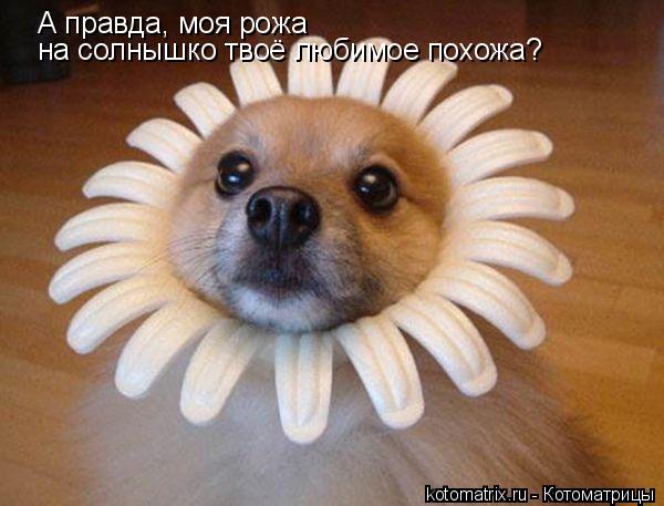А правда, моя рожа на солнышко твоё любимое похожа?... Котоматрица: А правда, моя рожа на солнышко твоё любимое похожа?