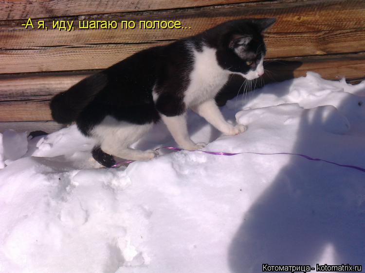 Котоматрица: -А я, иду, шагаю по полосе...