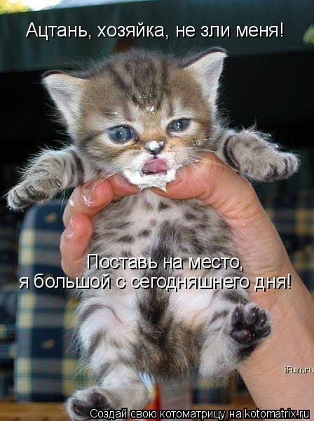 Ацтань, хозяйка, не зли меня! Поставь на место, я большой с сегодняшнего дня!... Котоматрица: Ацтань, хозяйка, не зли меня! Поставь на место, я большой с сегодняшнего дня!