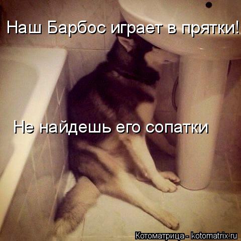 Наш Барбос играет в прятки! Не найдешь его сопатки... Котоматрица: Наш Барбос играет в прятки! Не найдешь его сопатки