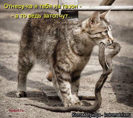 Отнесу-ка я тебя на газон - - а то ведь затопчут...... Котоматрица: Отнесу-ка я тебя на газон - - а то ведь затопчут...