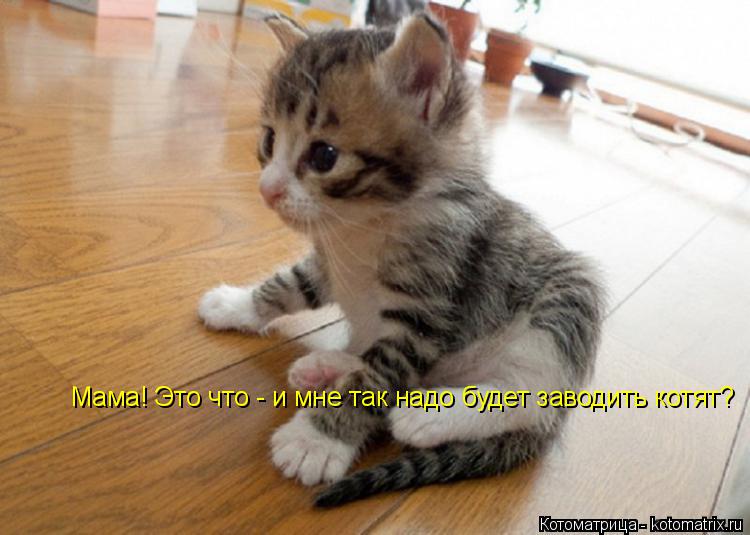 Мама! Это что - и мне так надо будет заводить котят?... Котоматрица: Мама! Это что - и мне так надо будет заводить котят?