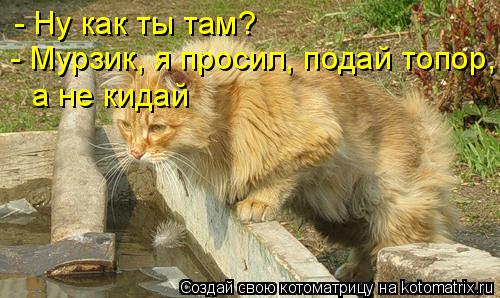 - Ну как ты там? - Мурзик, я просил, подай топор, а не кидай... Котоматрица: - Ну как ты там? - Мурзик, я просил, подай топор, а не кидай