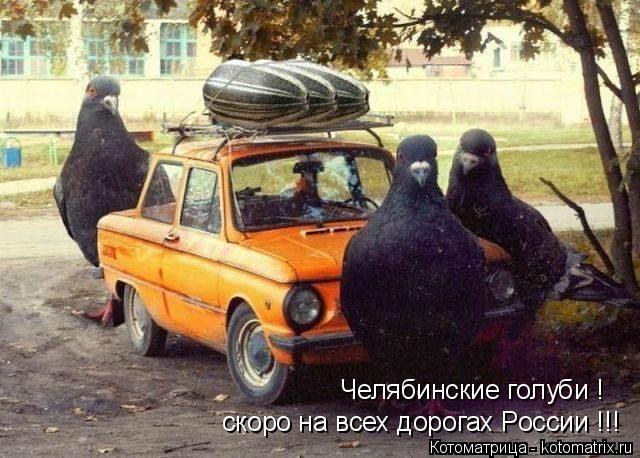 Челябинские голуби ! скоро на всех дорогах России !!!... Котоматрица: Челябинские голуби ! скоро на всех дорогах России !!!
