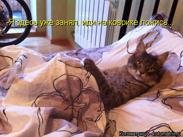 -Я здесь уже занял, иди на коврике ложись...... Котоматрица: -Я здесь уже занял, иди на коврике ложись...