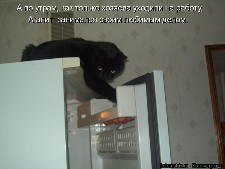 Котоматрица: А по утрам, как только хозяева уходили на работу, Агапит  занимался своим любимым делом.