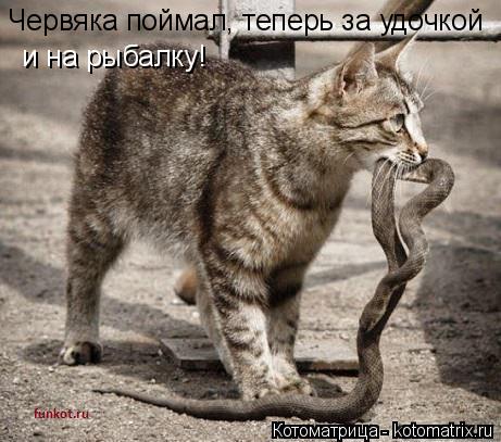 Червяка поймал, теперь за удочкой и на рыбалку!... Котоматрица: Червяка поймал, теперь за удочкой и на рыбалку!