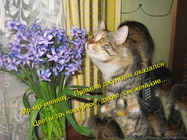 Мр-мр-мяяяяу... Прямо в джунглях оказался Цветы то, наверное, дикие, свеженькие...... Котоматрица: Мр-мр-мяяяяу... Прямо в джунглях оказался Цветы то, наверное, дикие, свеженькие...