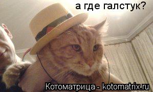 а где галстук?... Котоматрица: а где галстук?