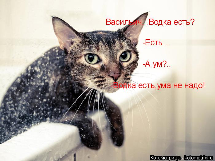 Васильич...Водка есть? -Есть... -А ум?.. -Водка есть,ума не надо!... Котоматрица: Васильич...Водка есть? -Есть... -А ум?.. -Водка есть,ума не надо!