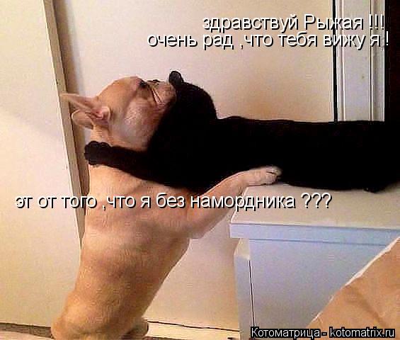здравствуй Рыжая !!! очень рад ,что тебя вижу я ! эт от того ,что я без намордника ???... Котоматрица: здравствуй Рыжая !!! очень рад ,что тебя вижу я ! эт от того ,что я без намордника ???
