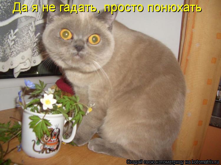 Котоматрица: Да я не гадать, просто понюхать