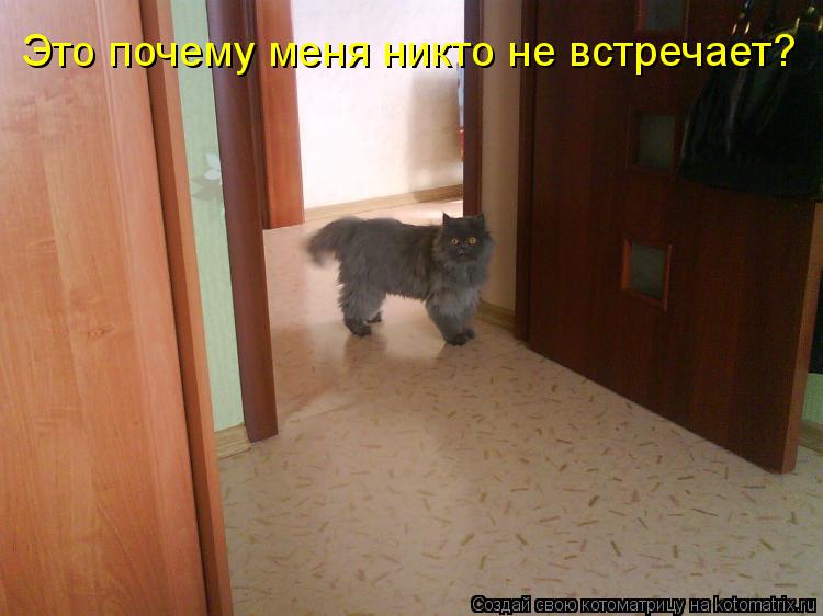 Котоматрица: Это почему меня никто не встречает?