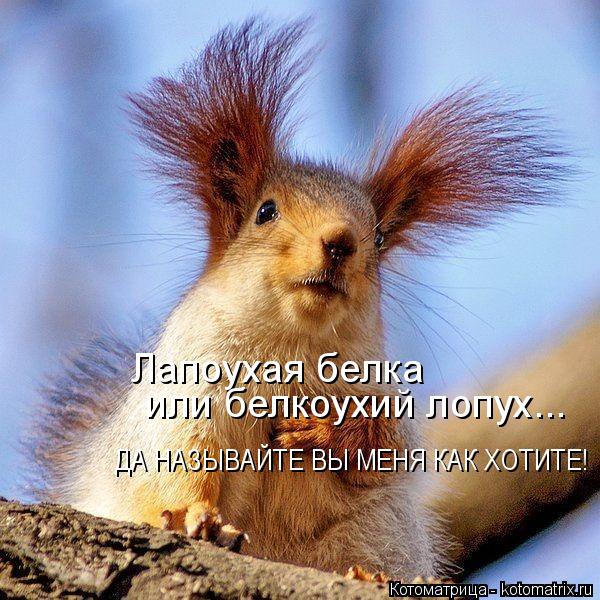 Лапоухая белка или белкоухий лопух... ДА НАЗЫВАЙТЕ ВЫ МЕНЯ КАК ХОТИТЕ!... Котоматрица: Лапоухая белка или белкоухий лопух... ДА НАЗЫВАЙТЕ ВЫ МЕНЯ КАК ХОТИТЕ!