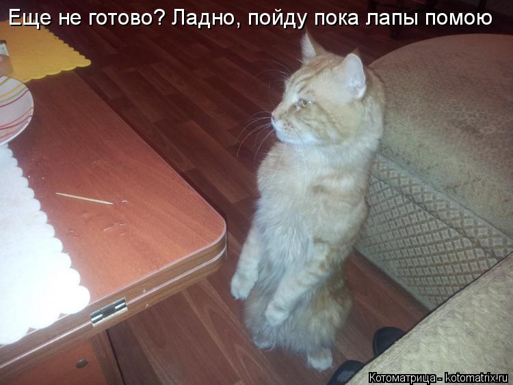 Еще не готово? Ладно, пойду пока лапы помою... Котоматрица: Еще не готово? Ладно, пойду пока лапы помою