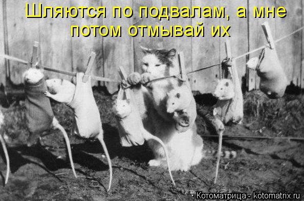 Котоматрица: Шляются по подвалам, а мне потом отмывай их