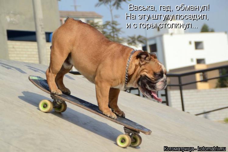 Васька, гад, обманул! На эту штуку посадил, и с горы столкнул...... Котоматрица: Васька, гад, обманул! На эту штуку посадил, и с горы столкнул...