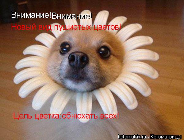Внимание! Внимание! Новый вид пушистых цветов! Цель цветка:обнюхать всех!... Котоматрица: Внимание! Внимание! Новый вид пушистых цветов! Цель цветка:обнюхать всех!