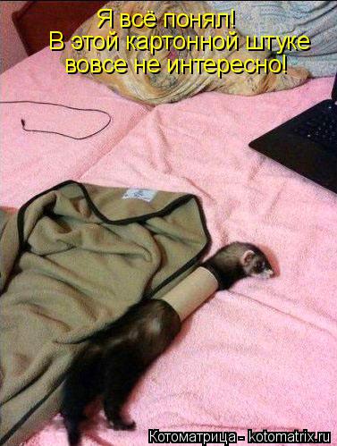 Котоматрица: Я всё понял!  В этой картонной штуке вовсе не интересно!