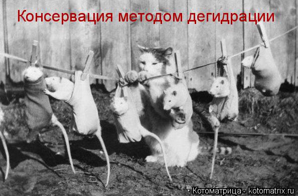 Котоматрица: Консервация методом дегидрации