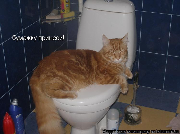 бумажку принеси!... Котоматрица: бумажку принеси!