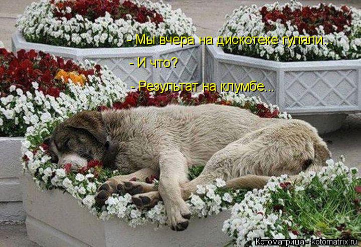 - Мы вчера на дискотеке гуляли... - И что? - Результат на клумбе...... Котоматрица: - Мы вчера на дискотеке гуляли... - И что? - Результат на клумбе...
