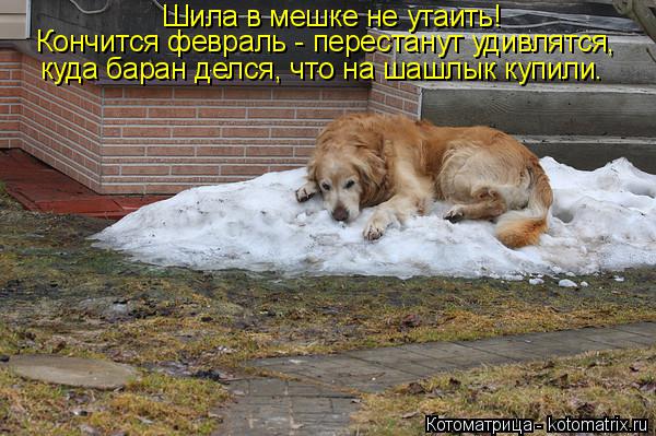 Котоматрица: Шила в мешке не утаить! Кончится февраль - перестанут удивлятся, куда баран делся, что на шашлык купили.