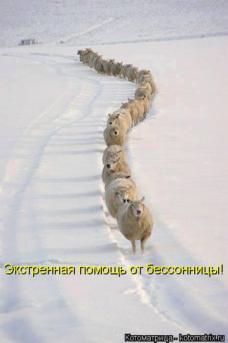 Экстренная помощь от бессонницы!... Котоматрица: Экстренная помощь от бессонницы!