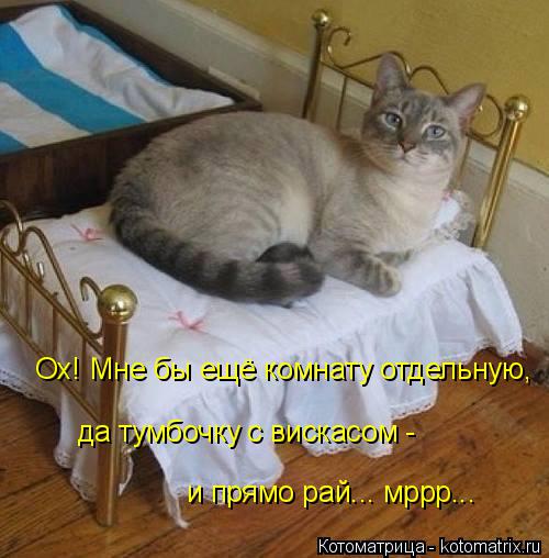 Ох! Мне бы ещё комнату отдельную, да тумбочку с вискасом - и прямо рай... мррр...... Котоматрица: Ох! Мне бы ещё комнату отдельную, да тумбочку с вискасом - и прямо рай... мррр...
