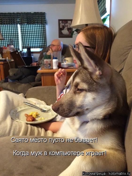 Котоматрица: Свято место пусто не бывает! Когда муж в компьютере играет!