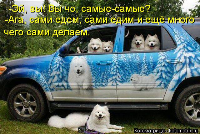 Котоматрица: -Эй, вы! Вы чо, самые-самые?  -Ага, сами едем, сами едим и ещё много  чего сами делаем.