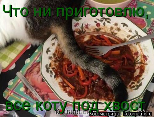 Котоматрица: Что ни приготовлю, все коту под хвост