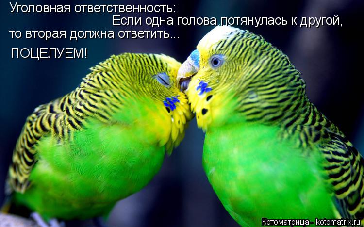 Если одна голова потянулась к другой, Уголовная ответственность: то вторая должна ответить... ПОЦЕЛУЕ... Котоматрица: Если одна голова потянулась к другой, Уголовная ответственность: то вторая должна ответить... ПОЦЕЛУЕМ!