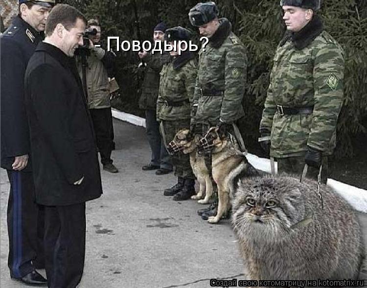 Котоматрица: - Поводырь?