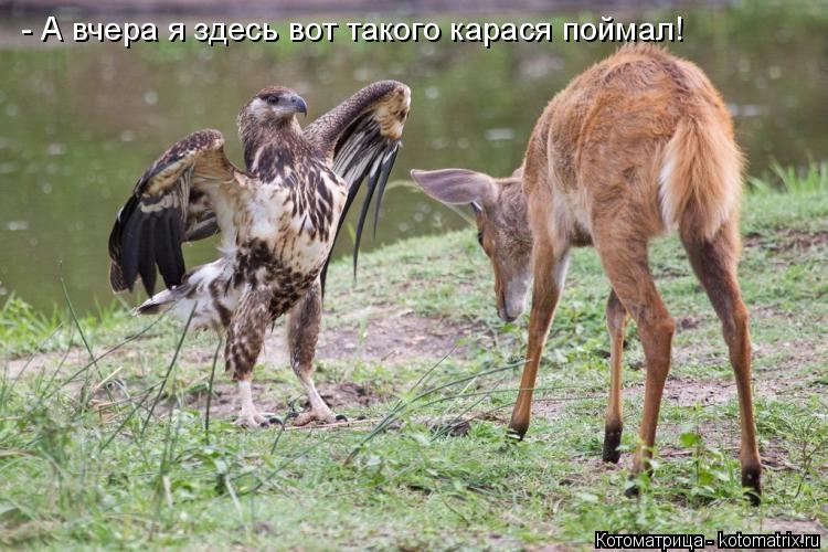 - А вчера я здесь вот такого карася поймал!... Котоматрица: - А вчера я здесь вот такого карася поймал!