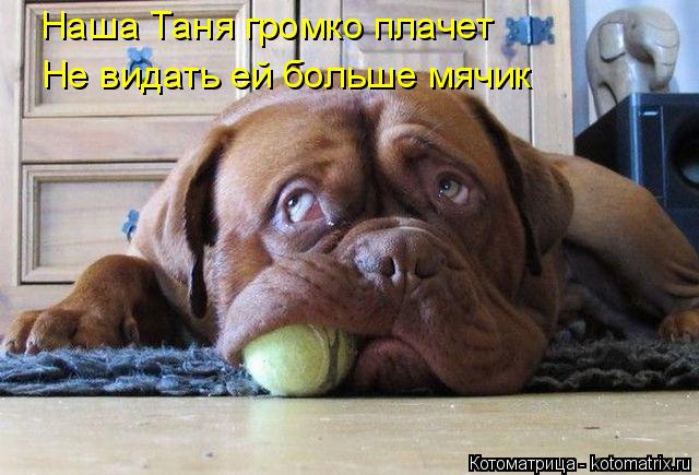Наша Таня громко плачет Не видать ей больше мячик... Котоматрица: Наша Таня громко плачет Не видать ей больше мячик